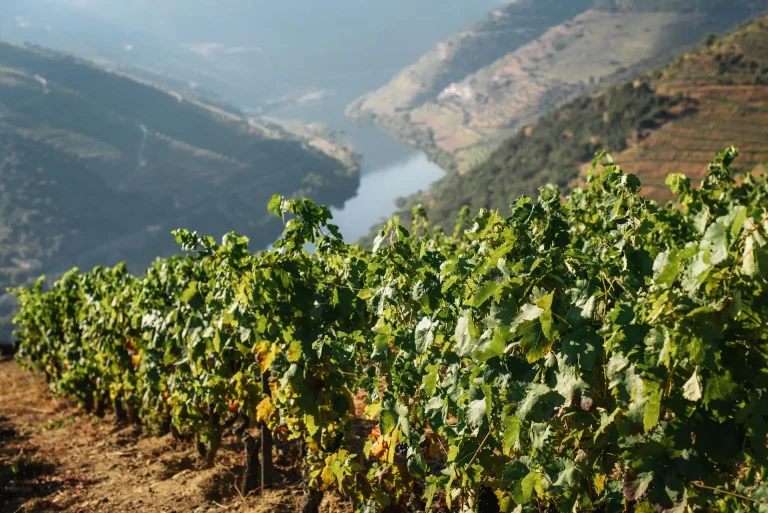 vinho do douro