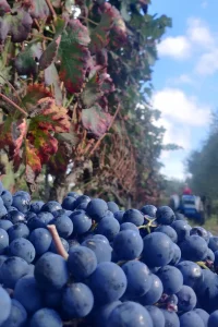 harmonização de vinhos